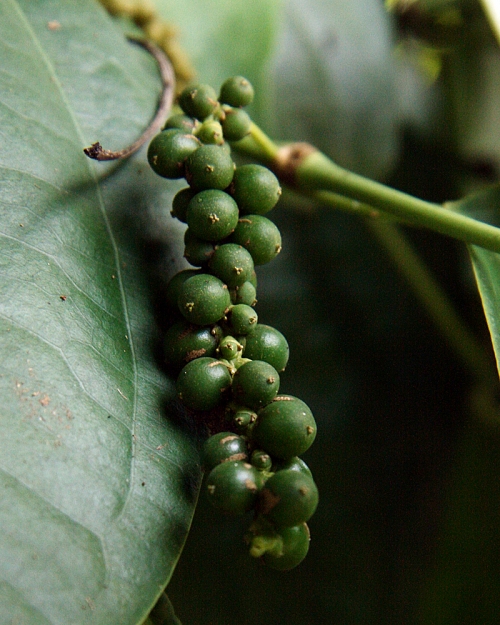 Herbal Remedies For Kidney Failure